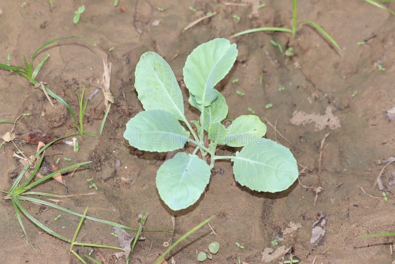 young Cabbage or Headed cabbage leafy green annual vegetable crop planted in local urban garden surrounded with wet soil and other plants on warm sunny spring day, production, white, harvest, nobody, background, horizontal, natural, closeup, grow, organic, nature, farm, agriculture, fresh, summer, cultivate, field, food, farming, dirtied, growing, land, farmer, working, plantation, new, growth, holding, season, gardening, planting, lettuce, vitamin, ingredient, cauliflower, vegetarian, healthy. young Cabbage or Headed cabbage leafy green annual vegetable crop planted in local urban garden surrounded with wet soil and other plants on warm sunny spring day, production, white, harvest, nobody, background, horizontal, natural, closeup, grow, organic, nature, farm, agriculture, fresh, summer, cultivate, field, food, farming, dirtied, growing, land, farmer, working, plantation, new, growth, holding, season, gardening, planting, lettuce, vitamin, ingredient, cauliflower, vegetarian, healthy