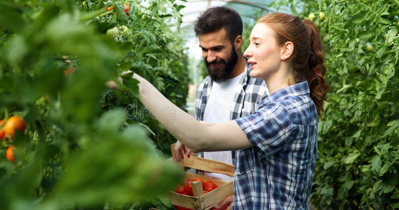 Jeunes couples des agriculteurs travaillant en serre chaude photos stock Jeunes couples des agriculteurs travaillant en serre chaude photos stock