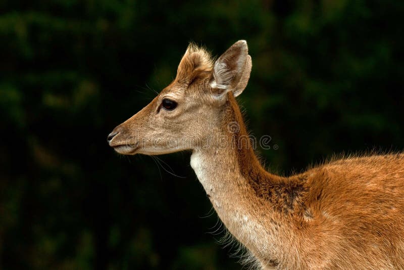 Jeunes faon de 1 an des cerfs communs affrichés, un mâle dans une forêt en Suède photo stock Jeunes faon de 1 an des cerfs communs affrichés, un mâle dans une forêt en Suède photo stock