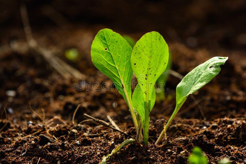 Young organic vegetables growing from the ground. Young organic vegetables growing from the ground