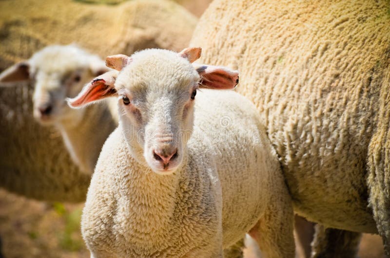 Jeunes moutons photo stock Jeunes moutons photo stock