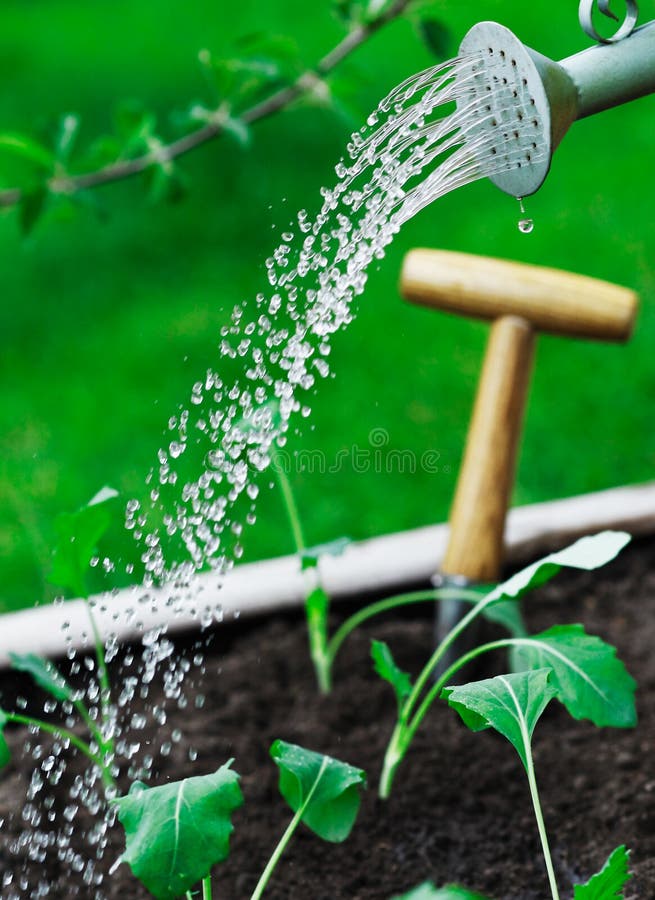 Watering young seedlings using a watering can with a spray of waterdroplets pouring from the spout. Watering young seedlings using a watering can with a spray of waterdroplets pouring from the spout