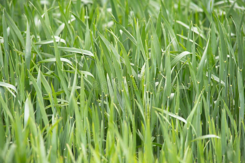 Jeunes jeunes plantes de blé dans un terrain Blé vert s'élevant dans le sol Fermez-vous sur le seigle de germination agricole sur photographie stock libre de droits Jeunes jeunes plantes de blé dans un terrain Blé vert s'élevant dans le sol Fermez-vous sur le seigle de germination agricole sur photographie stock libre de droits