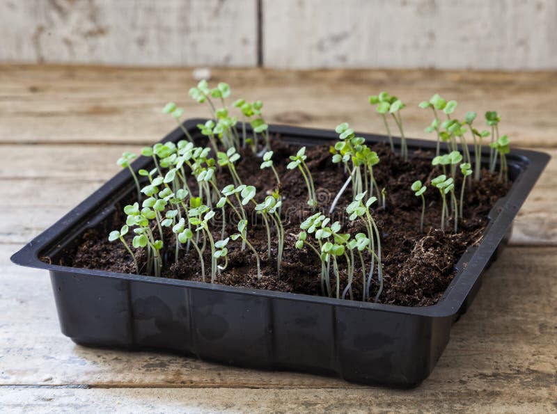 Jeunes plantes de Rocket photographie stock libre de droits Jeunes plantes de Rocket photographie stock libre de droits