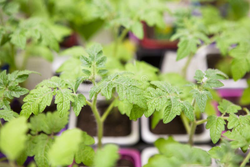 Jeunes jeunes plantes de tomate dans des pots en plastique photos stock Jeunes jeunes plantes de tomate dans des pots en plastique photos stock