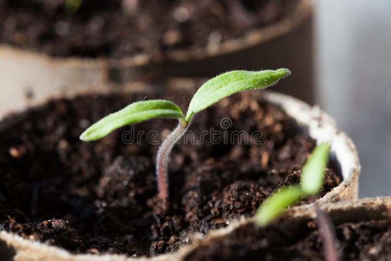 Jeunes plantes de tomate germant dans des pots