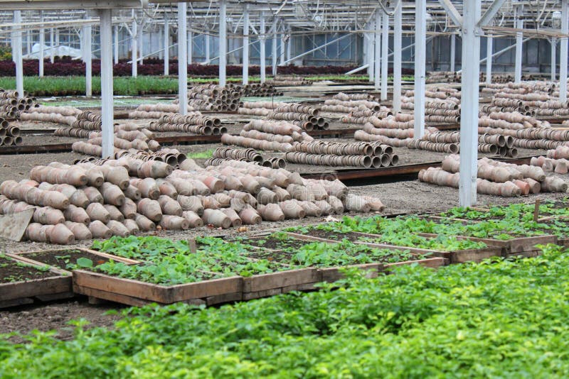 Jeunes plantes en serre chaude image stock Jeunes plantes en serre chaude image stock