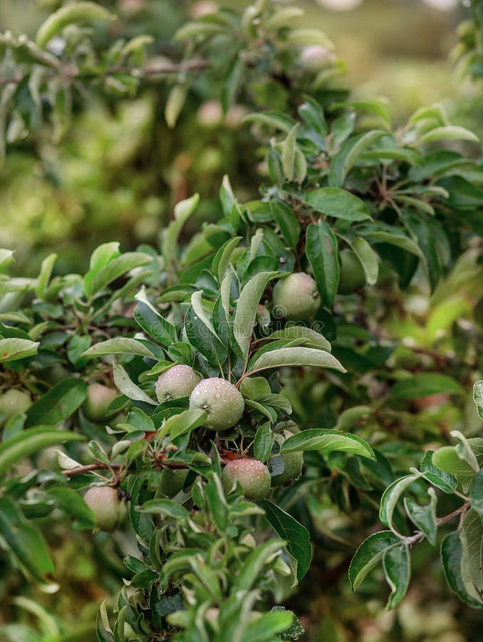 Jeunes pommes vertes sur un arbre dans le jardin Fruits organiques croissants à la ferme image libre de droits Jeunes pommes vertes sur un arbre dans le jardin Fruits organiques croissants à la ferme image libre de droits