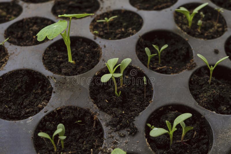 Pousses De Vert De Graine De Pomme De Terre Sur Le Potager Image stock -  Image du collecte, accroissement: 116254041