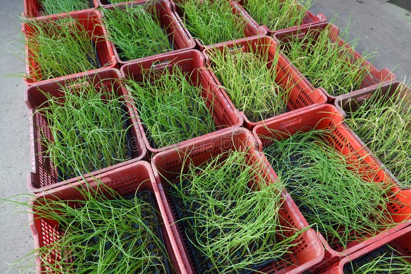 young onion seedlings for planting in the vegetable garden. sale of plants for production in gardening store. young onion seedlings for planting in the vegetable garden. sale of plants for production in gardening store