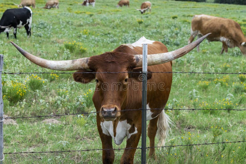 Jeunes, taureau brun de Longhorn regardant par la barrière image stock Jeunes, taureau brun de Longhorn regardant par la barrière image stock