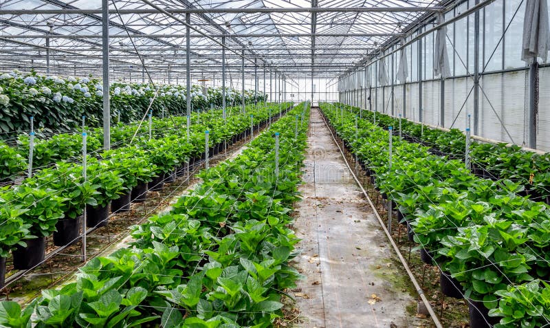 Jeunes usines d'hortensia dans une pépinière de fleur coupée des hortensias photo libre de droits Jeunes usines d'hortensia dans une pépinière de fleur coupée des hortensias photo libre de droits