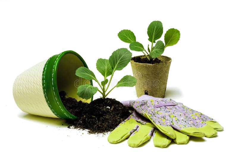 Young cabbage plants with soil and gardening gloves ready for planting. Shot on white background. Young cabbage plants with soil and gardening gloves ready for planting. Shot on white background