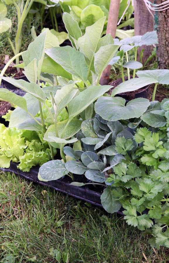 Young vegetable plants, persley, cabbage, egg plant and salad on the garden bed before planting. Young vegetable plants, persley, cabbage, egg plant and salad on the garden bed before planting