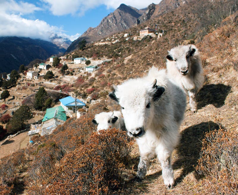 Jeunes yaks et village de Portse - manière au camp de base d'Everest images libres de droits Jeunes yaks et village de Portse - manière au camp de base d'Everest images libres de droits