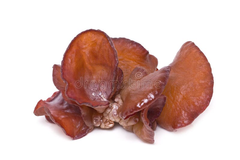 Jew s Ear Mushroom. stock image. Image of chinese, fresh 35990739
