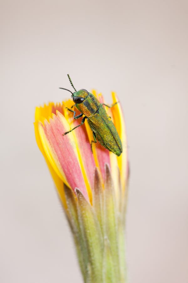 Jewel beetle