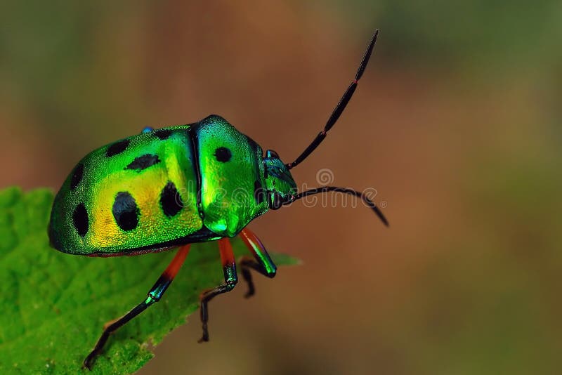 Jewel Bug