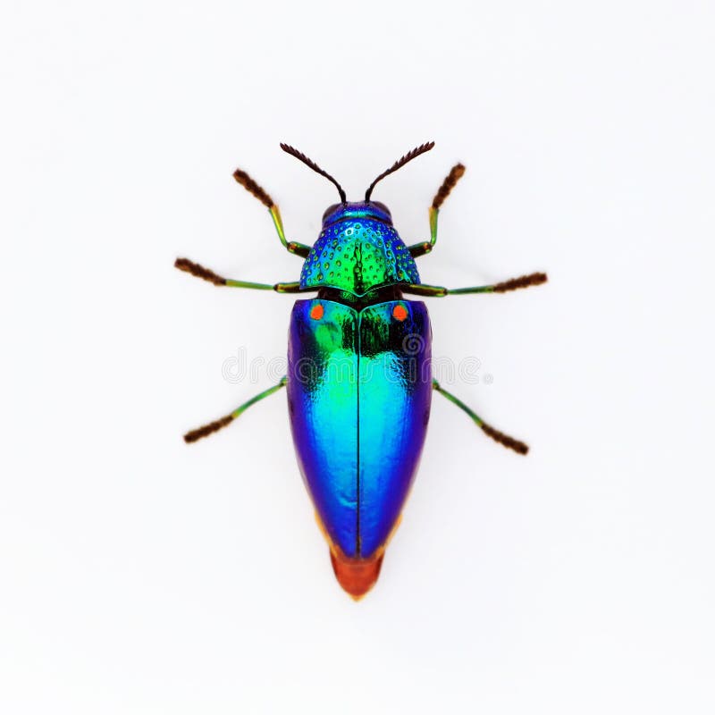 Jewel Käfer Sternocera-aequisignata, metallischen Holzbohrenkäfer, Buprestid, Buprestidae auf weißem Hintergrund stockfoto Jewel Käfer Sternocera-aequisignata, metallischen Holzbohrenkäfer, Buprestid, Buprestidae auf weißem Hintergrund stockfoto