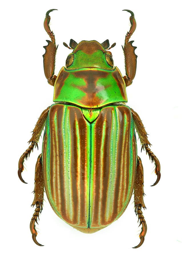 Jewel scarab beetle Chrysina adelaida from Mexico