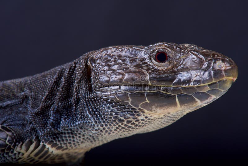 Jeweled lizard, melanistic / Timon lepidus