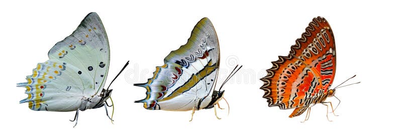 Jewelled nawab, blue nawab and red lacewing, beautiful butterflies in Thailand isolated on white background