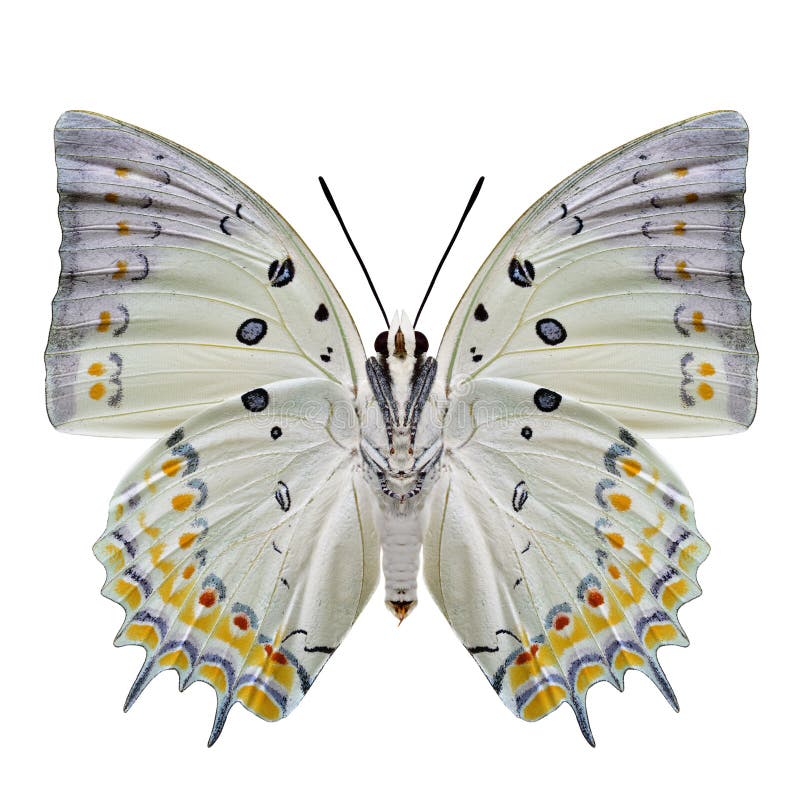 Jewelled Nawab Polyura delphis pale green butterfly with black and orange diamond spots decorated on its lower wing in