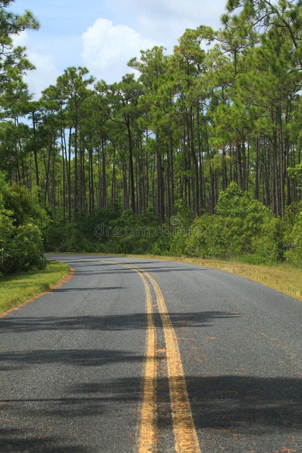 A vertical image of a double yellow lined roadway in Everglades National Park, Florida. A vertical image of a double yellow lined roadway in Everglades National Park, Florida.