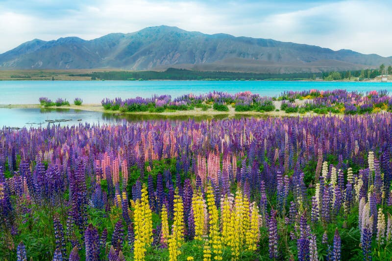 Jeziorny Tekapo łubinu pole w Nowa Zelandia zdjęcia royalty free Jeziorny Tekapo łubinu pole w Nowa Zelandia zdjęcia royalty free