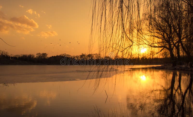 Lake sunset， Flying Birds and the reflection of tree. Lake sunset， Flying Birds and the reflection of tree