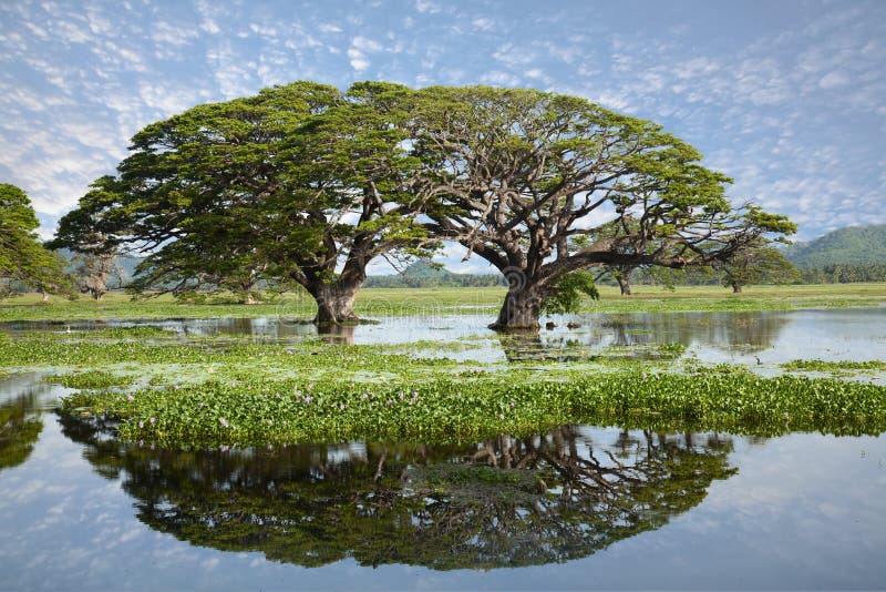 Jezioro krajobraz - gigantyczni drzewa z wodnym odbiciem