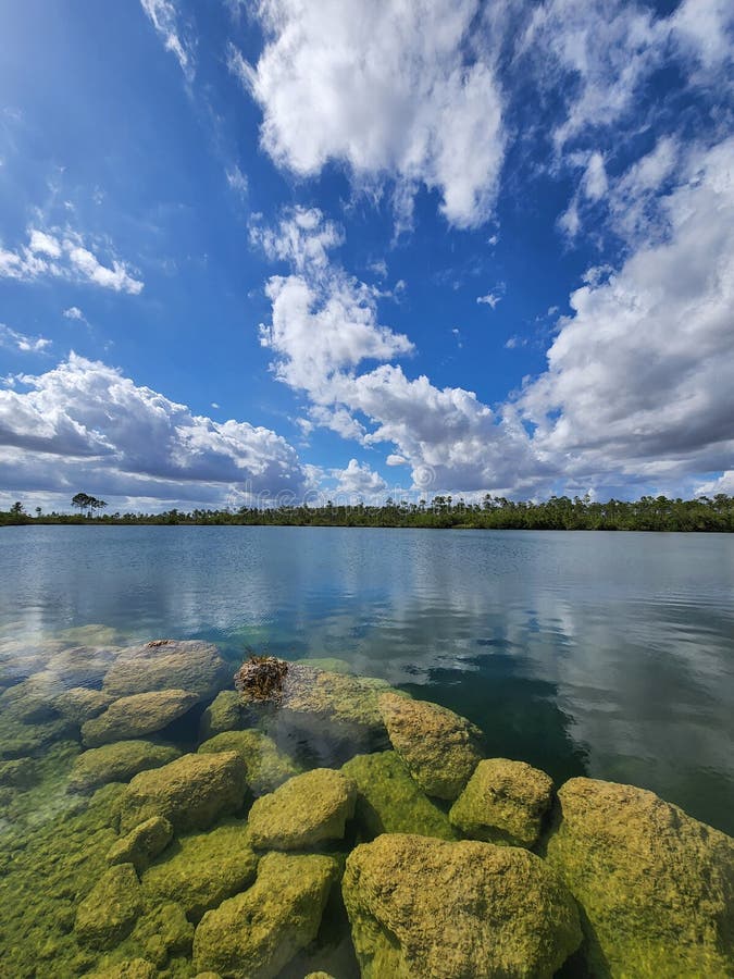Jezioro sosnowe w everglades park narodowy florida. fotografia stock