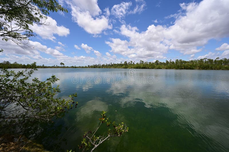 Jezioro sosnowe w everglades park narodowy florida. fotografia stock