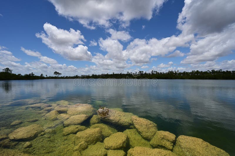 Jezioro sosnowe w everglades park narodowy florida. obrazy royalty free