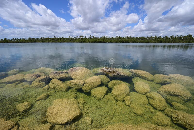 Jezioro sosnowe w everglades park narodowy florida. obraz stock