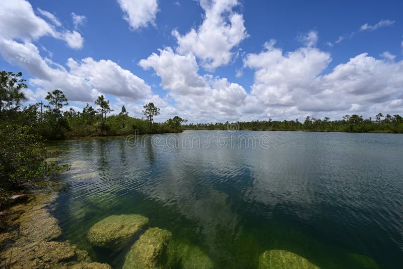 Jezioro sosnowe w everglades park narodowy florida. fotografia stock