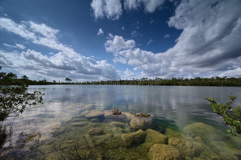Jezioro sosnowe w everglades park narodowy florida. obraz royalty free