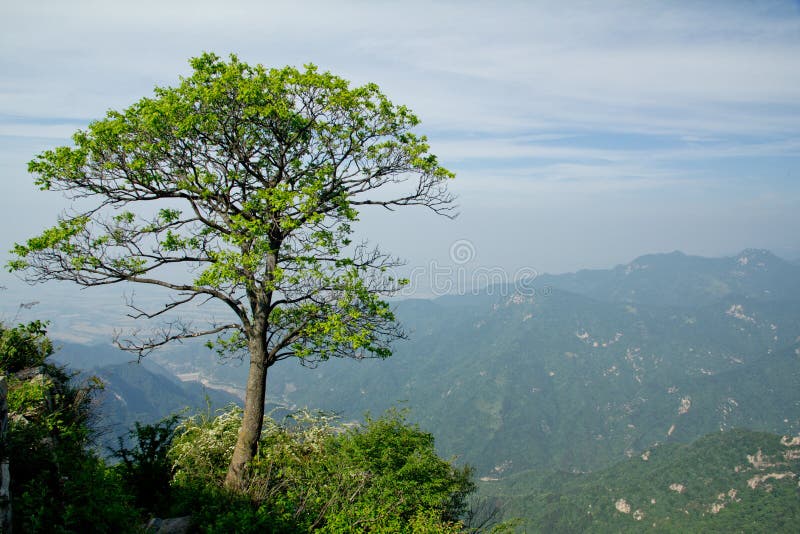 The Symbolic Tree of Jiawutai .Jiawutaiis a famous scenic spot in QINLING mountains. The Symbolic Tree of Jiawutai .Jiawutaiis a famous scenic spot in QINLING mountains.