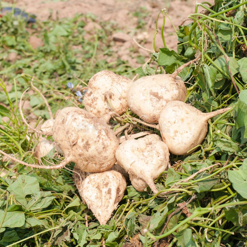 Jicama stock image. Image of white, jicama, organic, vegetable 44207807