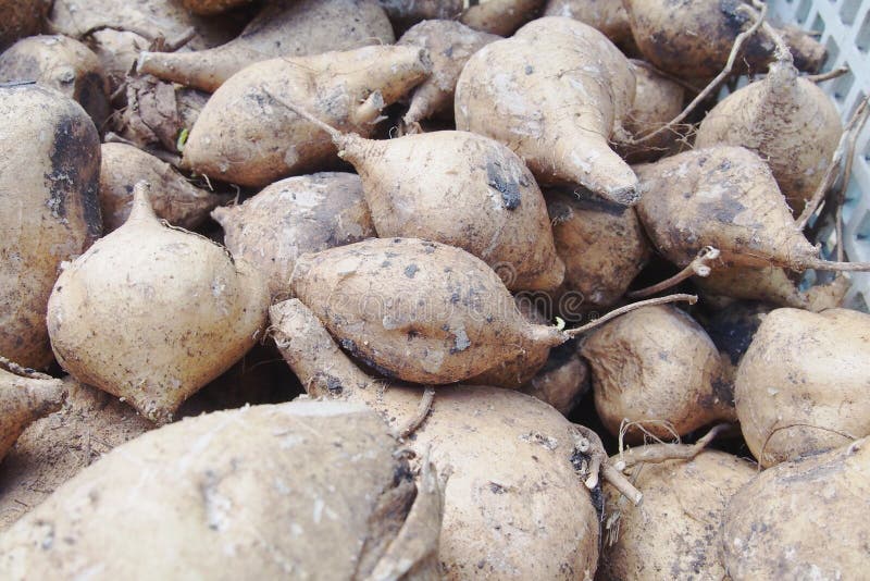 Jicama fruits stock image. Image of jicama, basket, cultivation 48211935