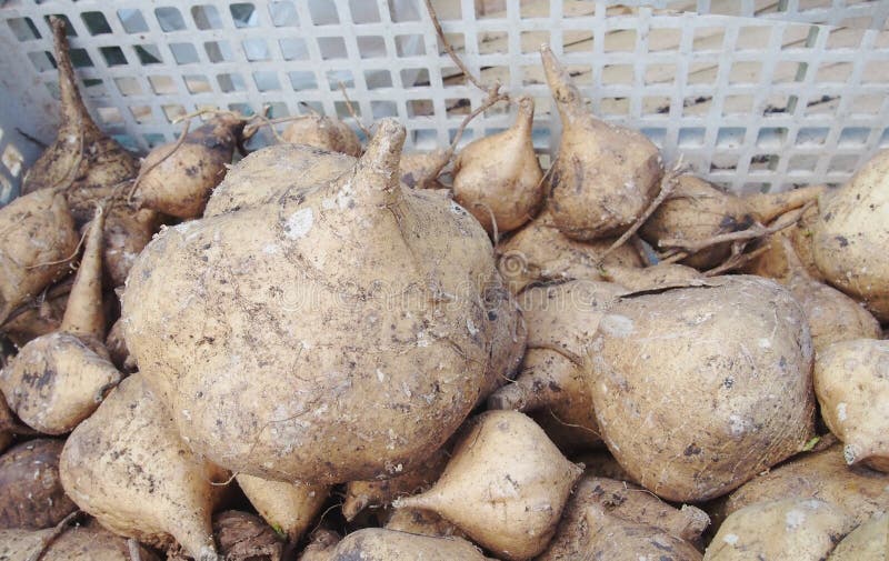 Jicama fruits stock image. Image of jicama, food, fruits 48211965