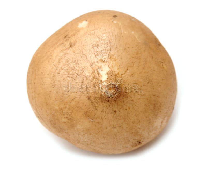 Jicama root stock image. Image of jicama, cook, nutrition 30971001