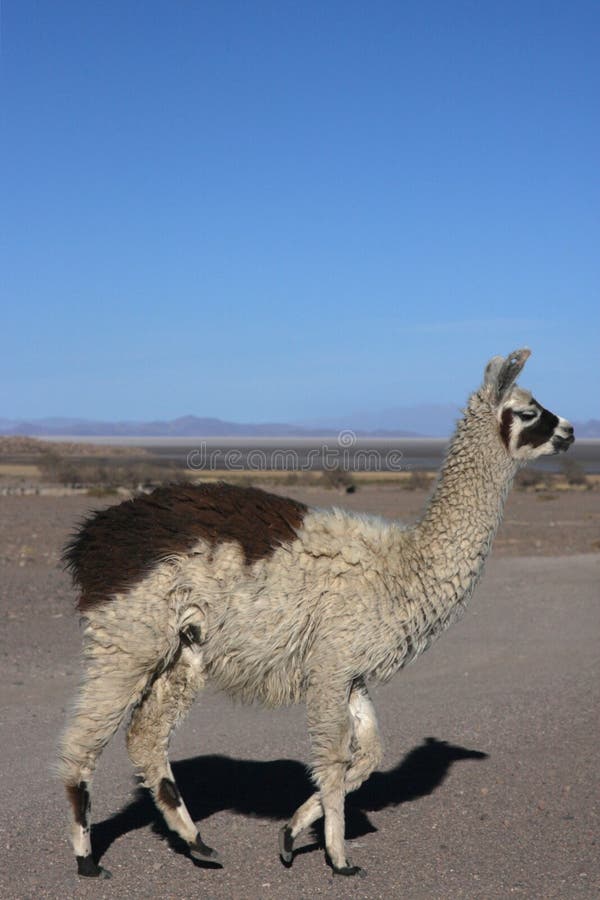 Jijira is a small village of 50 inhabitants at the foot of Tunupa volcano near the Salar de Uyuni, in South Bolivia. Jijira is a small village of 50 inhabitants at the foot of Tunupa volcano near the Salar de Uyuni, in South Bolivia