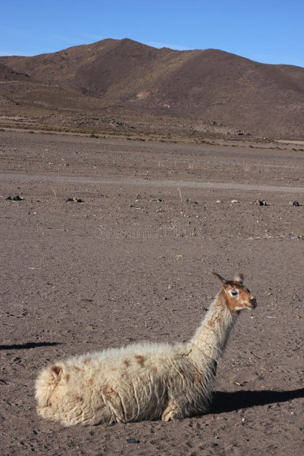 Jijira is a small village of 50 inhabitants at the foot of Tunupa volcano near the Salar de Uyuni, in South Bolivia. Jijira is a small village of 50 inhabitants at the foot of Tunupa volcano near the Salar de Uyuni, in South Bolivia