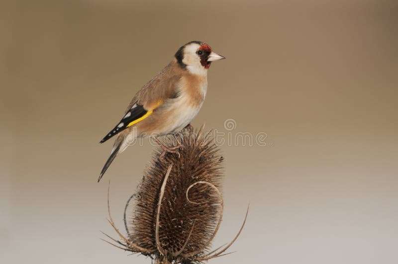 Jilguero europeo (carduelis del Carduelis) en cardo del invierno imagen de archivo libre de regalías Jilguero europeo (carduelis del Carduelis) en cardo del invierno imagen de archivo libre de regalías