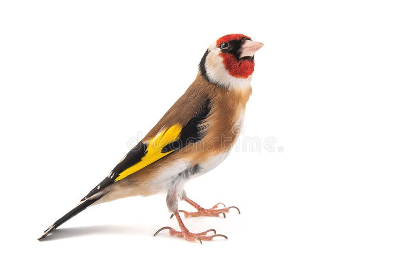 Jilguero europeo, carduelis del carduelis, situación, aislada en el fondo blanco foto de archivo libre de regalías Jilguero europeo, carduelis del carduelis, situación, aislada en el fondo blanco foto de archivo libre de regalías