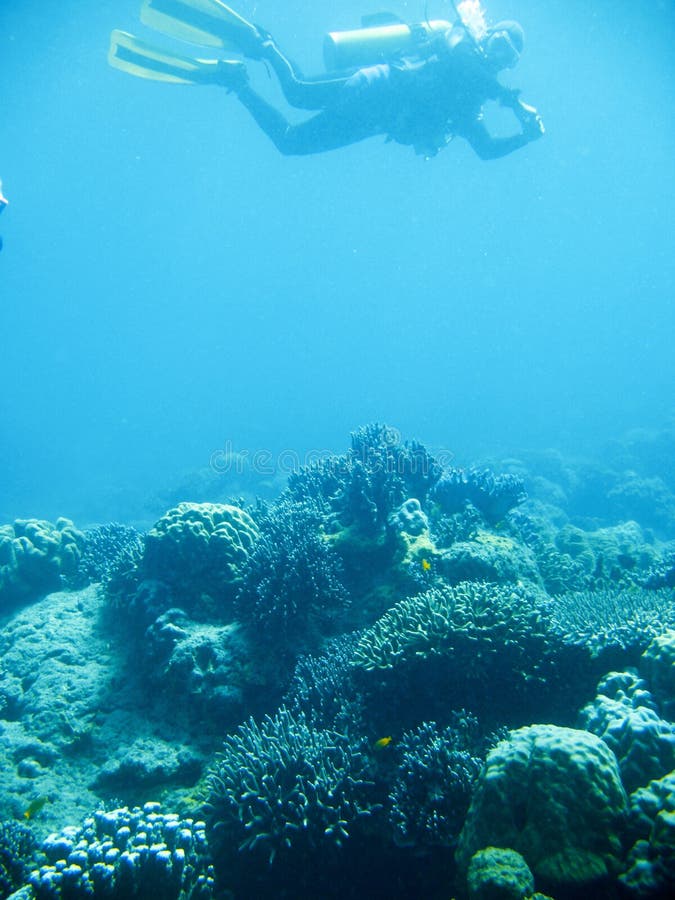 Underwater photo of scuba divers exploring a pristine tropical coral reef on a paradise vacation adventure. Underwater photo of scuba divers exploring a pristine tropical coral reef on a paradise vacation adventure