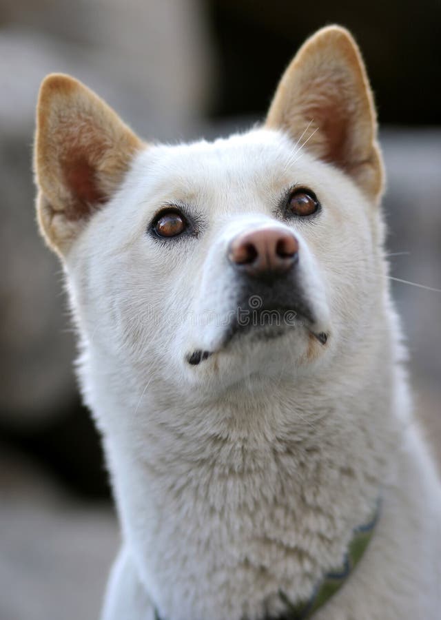 Jindo dog stock photo. Image of watch, breed, smart, white ...