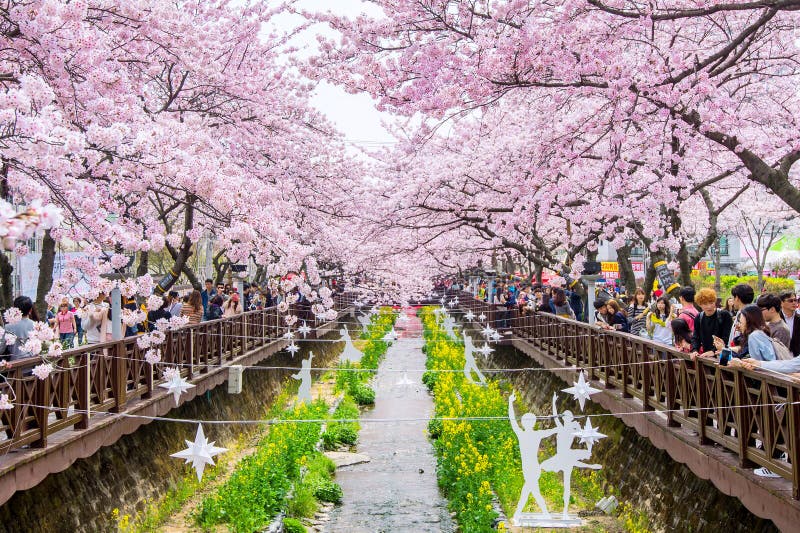 Jinhae Gunhangje Festival is the Largest Cherry Blossom Festival in