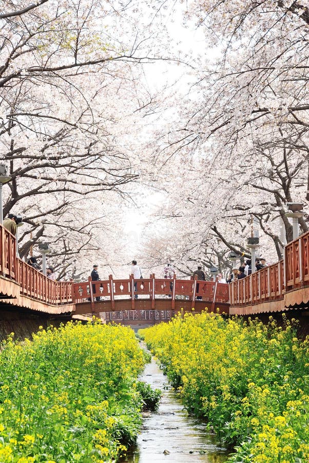 JINHAE, KOREA - APRIL 2, 2009: Yeojwacheon in Jinhae, Korea. Famous place for Korean cherry blossoms